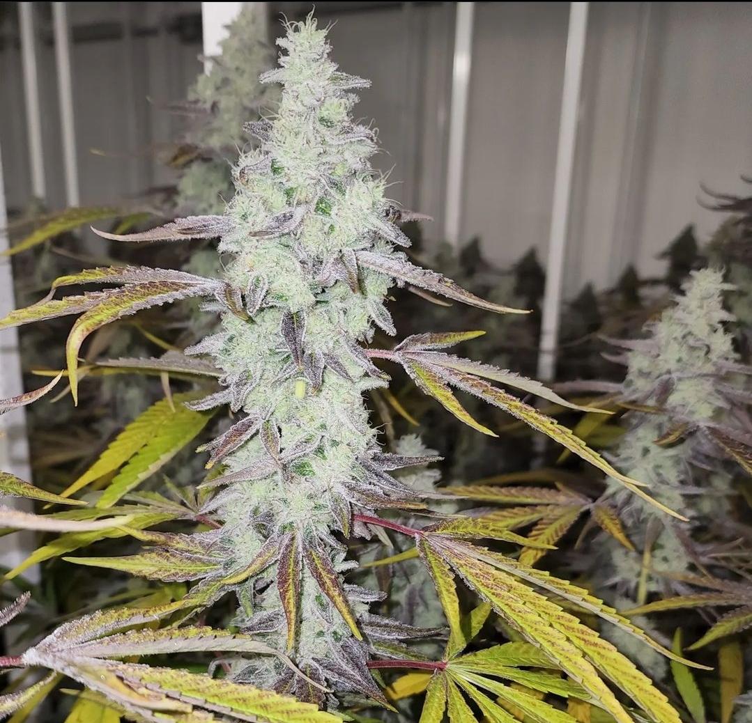 Cap junky courtesy of Capulator