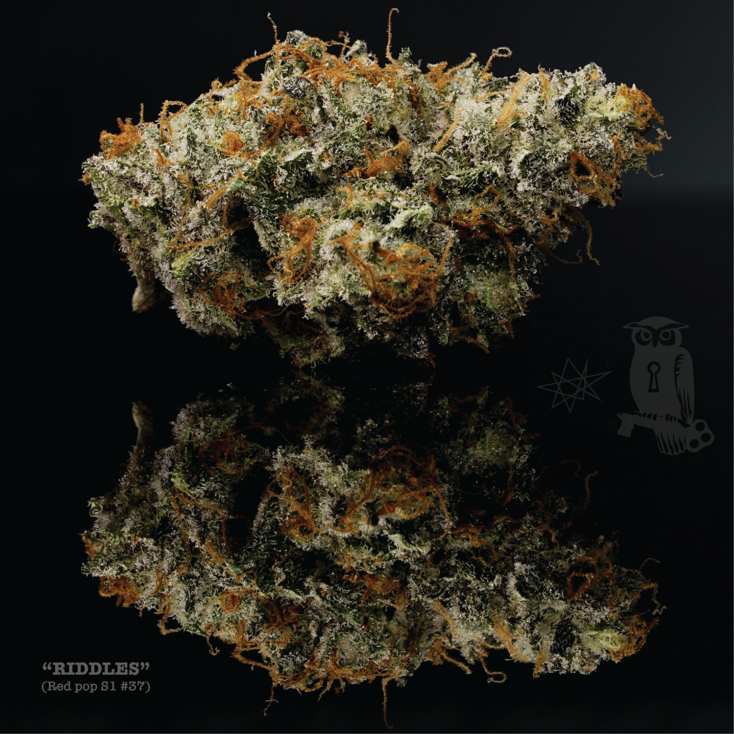 Royal key Riddles Red Pop S1 37