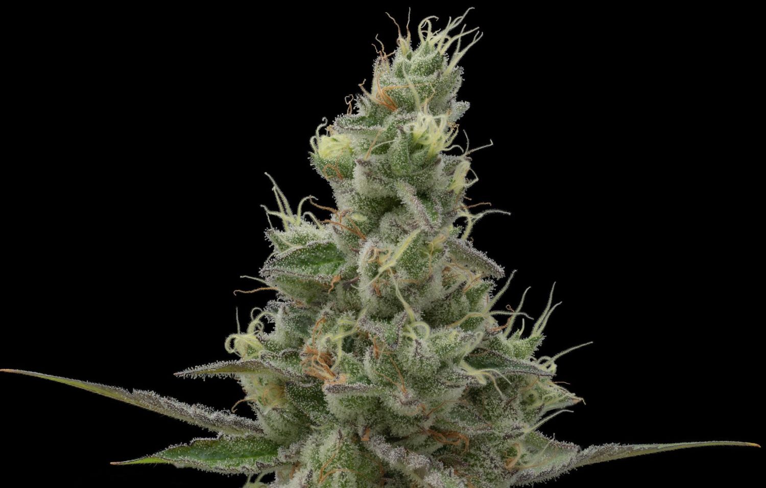 flowers of Zion fron Fidels 2